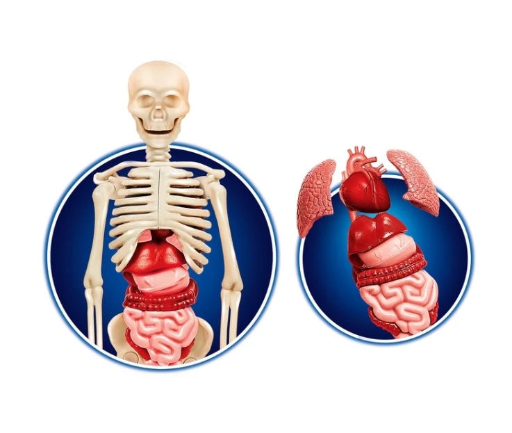Naukowa Zabawa Ciało Ludzkie Clementoni 60249