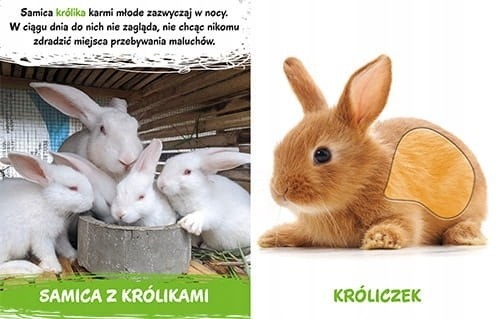 MOREX - MILUSIŃSCY - W DOMU