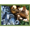 Puzzle - 4w1 - Groźne dinozaury 34607