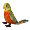 Papużka pomarańczowa VIC 04295 42950