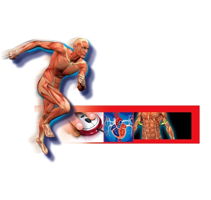 Naukowa Zabawa Ciało Ludzkie Clementoni 60249