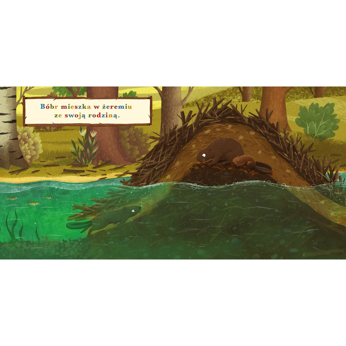 PUCIO ROK W LESIE BÓBR