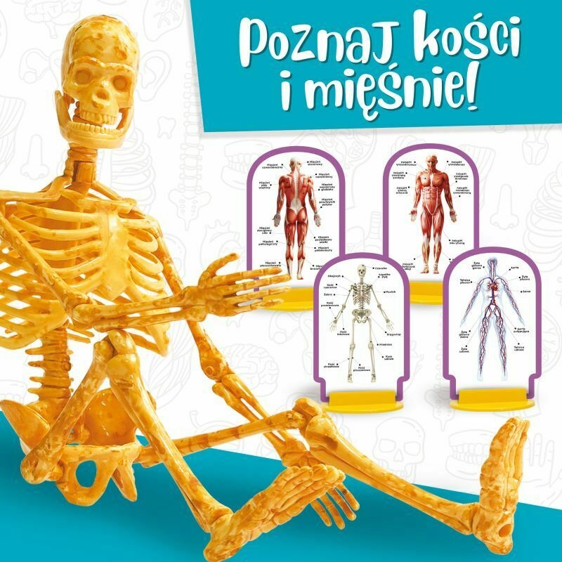 LISCIANI I'M GENIUS CIAŁO CZŁOWIEKA