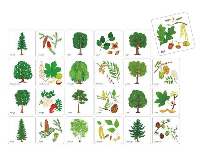 Drzewa Polski Gra memory 07882