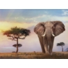 PUZZLE 500 HCQ AFRICAN SUNSET