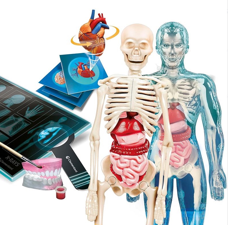 CLE Naukowa zabawa Super anatomia 50919