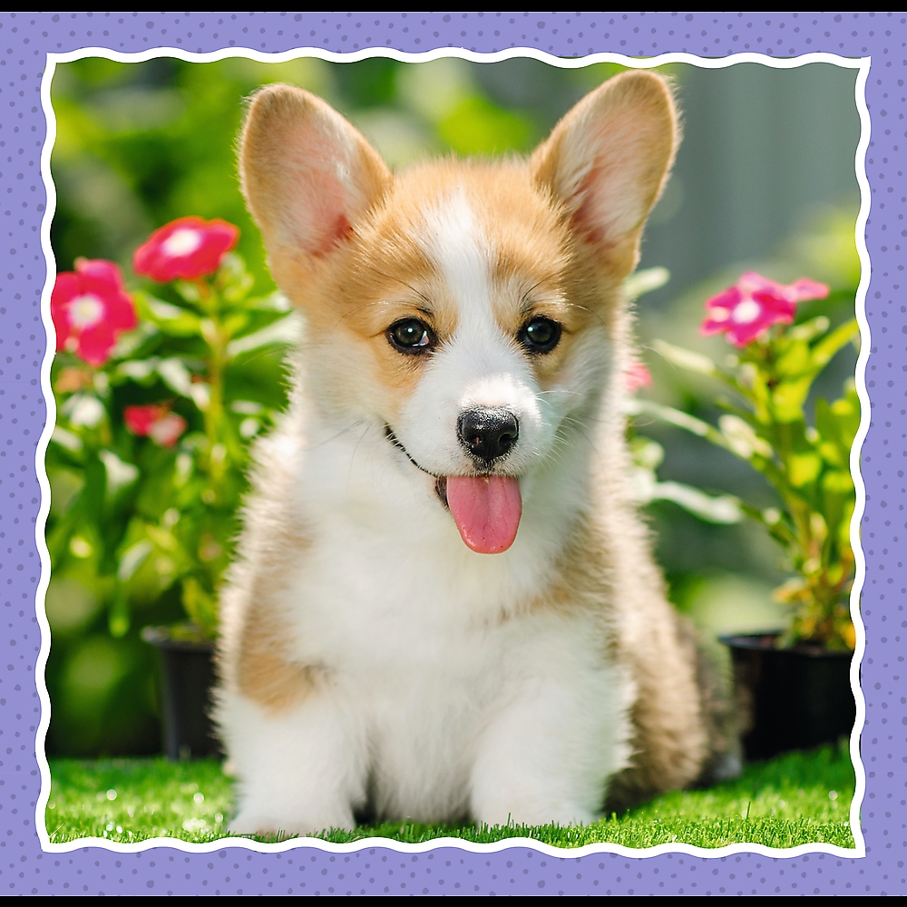 TREFL - PUZZLE 3w1 - UROCZE PIESKI - 34854