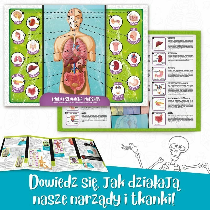 LISCIANI I'M GENIUS CIAŁO CZŁOWIEKA