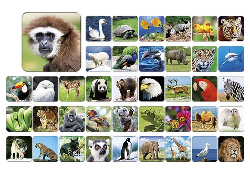 ZOO Gra memory Adamigo 07264