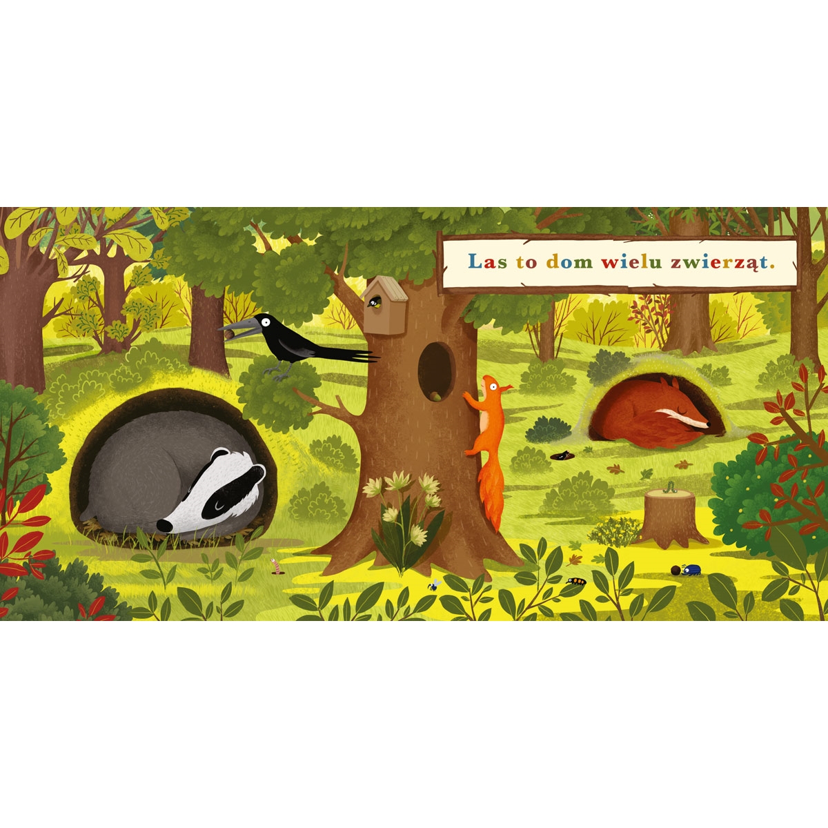 PUCIO ROK W LESIE BORSUK