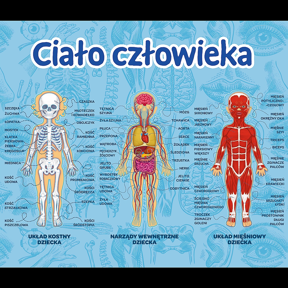 Gra Edukacyjna Ciało człowieka/ Mistrz Wiedzy Tref