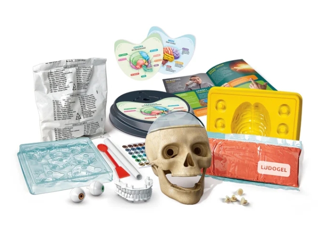 CLEMENTONI ZWARIOWANA ANATOMIA