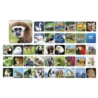 ZOO Gra memory Adamigo 07264