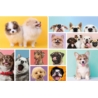 TREFL PUZZLE 160 PSIA PRZYJAŹŃ