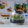 CLEMENTONI HARRY POTTER TERRARIUM