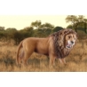 *****SLH Lew ryczący WildLifeRed 14726S 06251