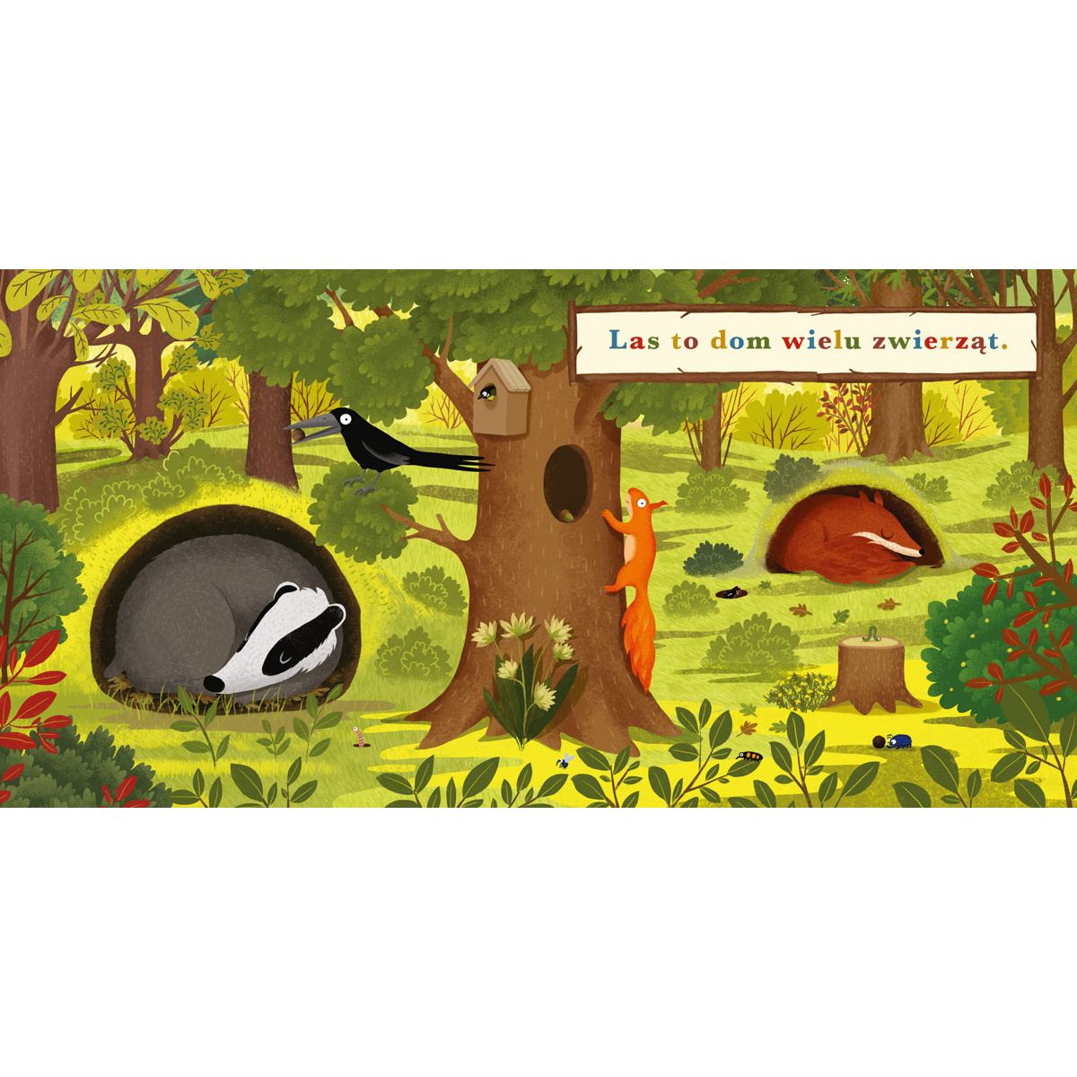 PUCIO ROK W LESIE BORSUK